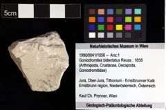 Foto (Objket + Etiketten) von Goniodromites bidentatus (Reuss, 1858) 